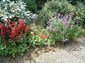 celtic park - garden flowers.jpg